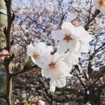 桜の咲く春にも色々な楽しみがある。