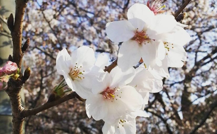 桜の咲く春にも色々な楽しみがある。